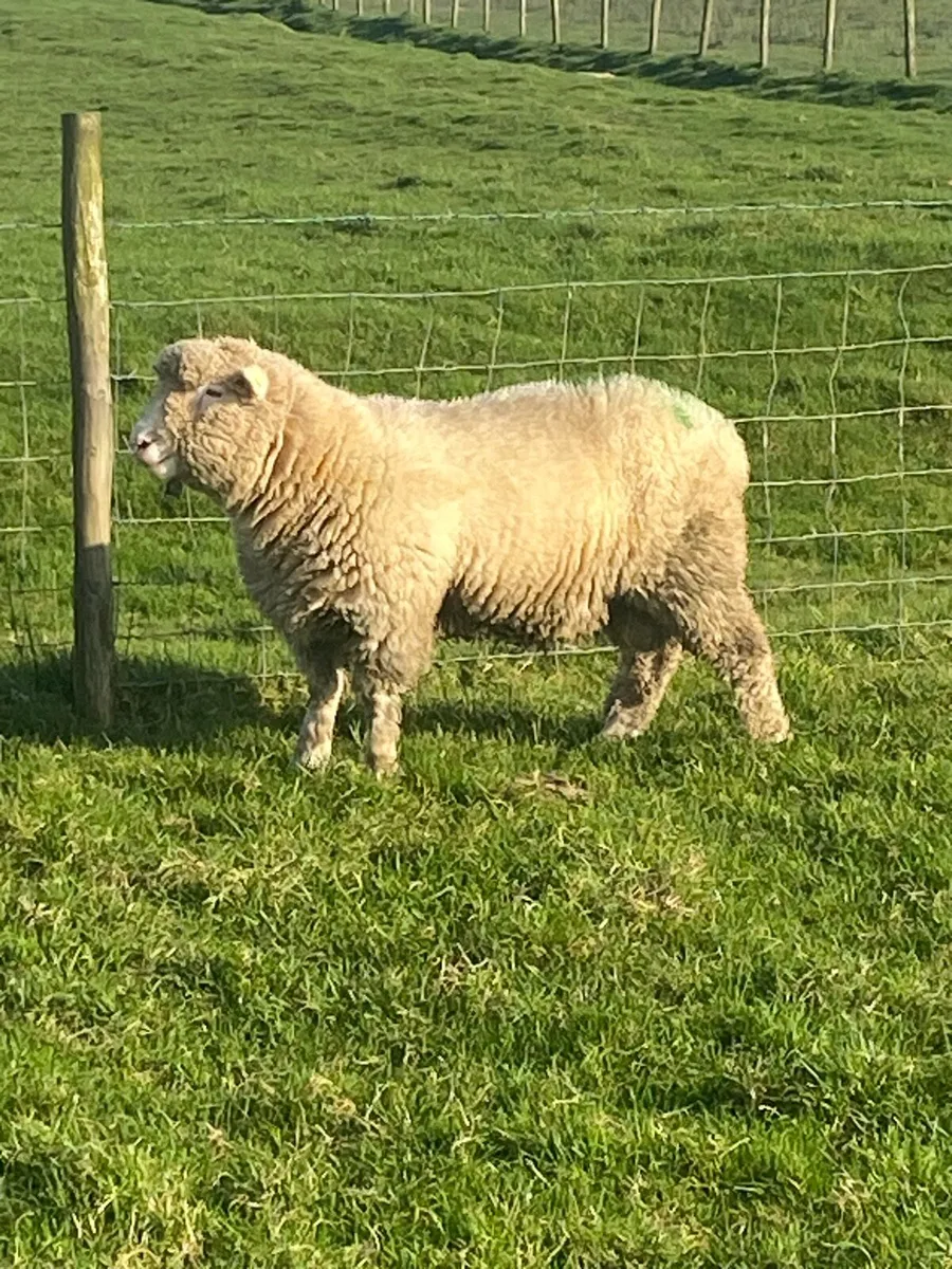 PBR Polled Dorset Ram , 5⭐️SIS Approved - Image 2
