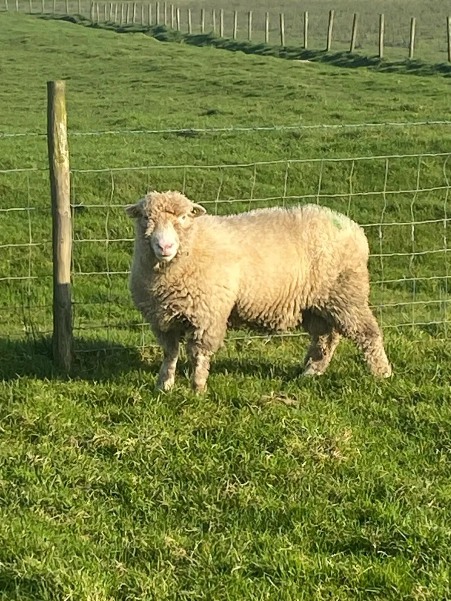 PBR Polled Dorset Ram , 5⭐️SIS Approved - Image 3