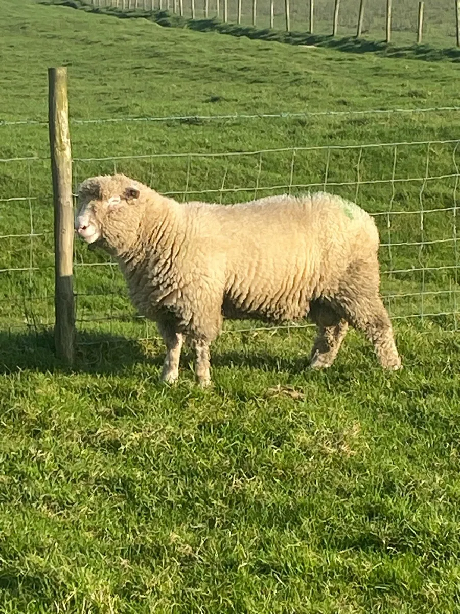 PBR Polled Dorset Ram , 5⭐️SIS Approved - Image 1