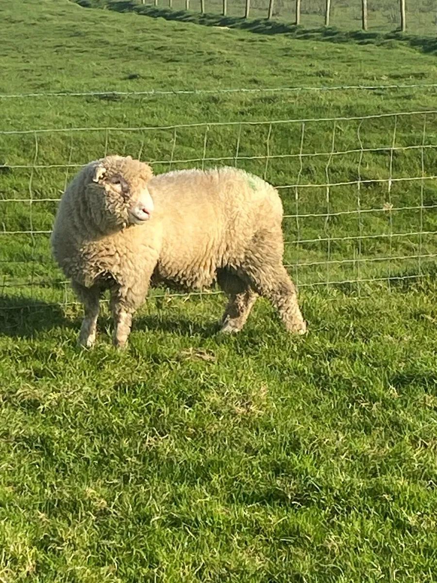 PBR Polled Dorset Ram , 5⭐️SIS Approved - Image 4