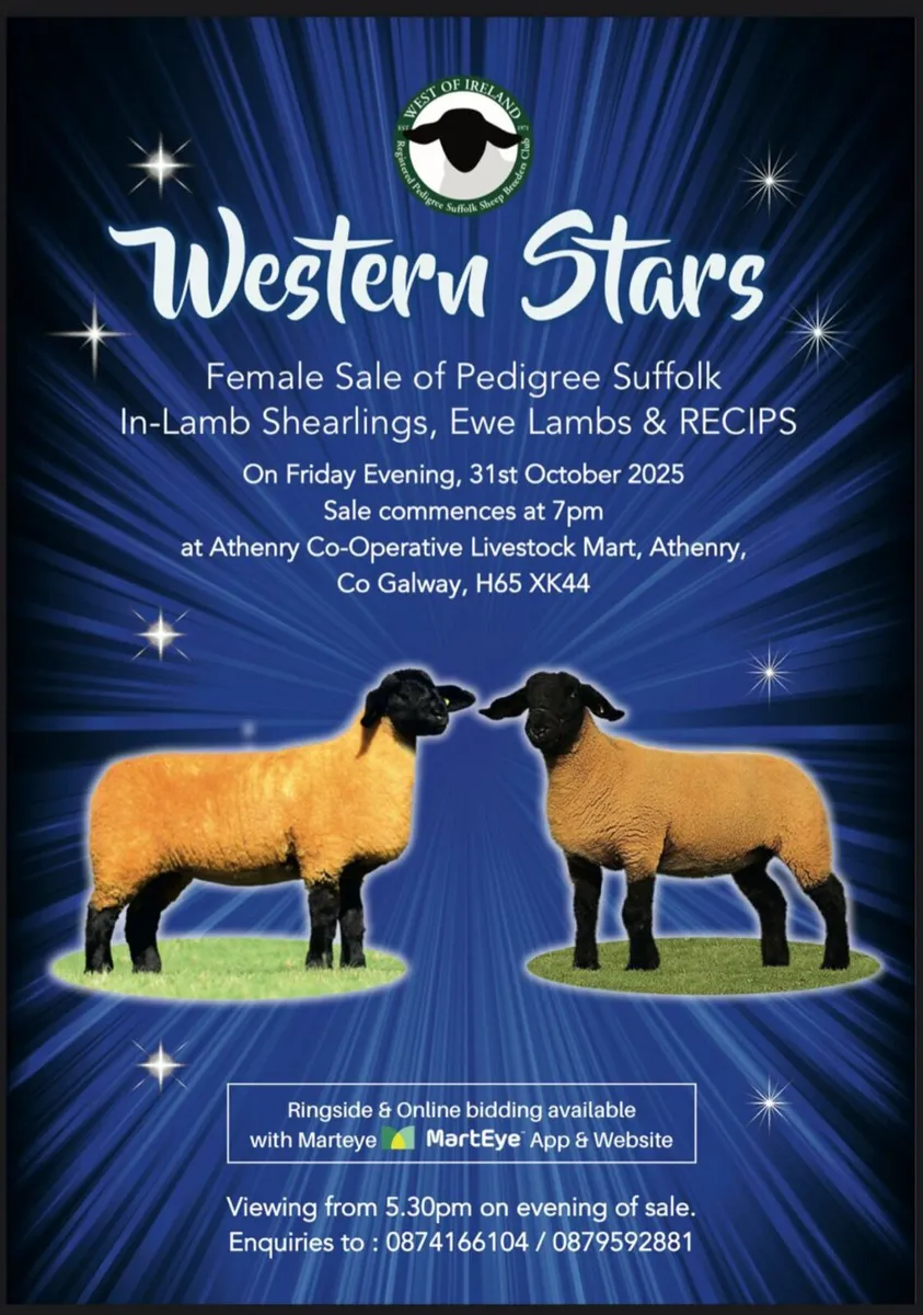 Pedigree Suffolk Female sale - Image 1