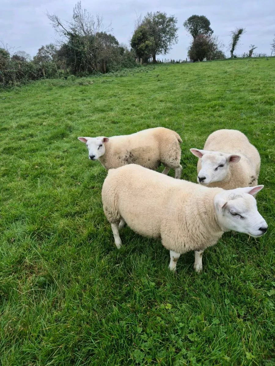 Texel Ram Lamb - Image 1
