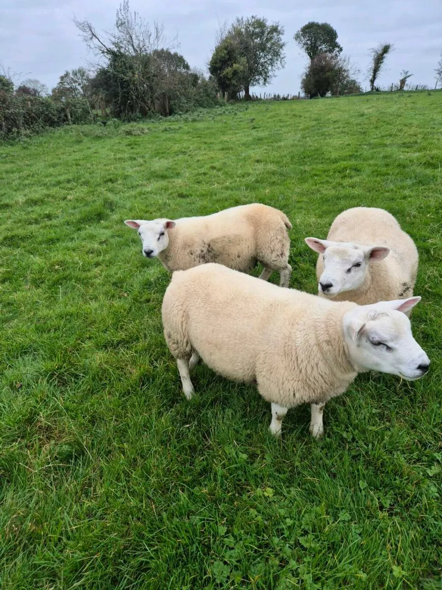 Texel Ram Lamb - Image 2