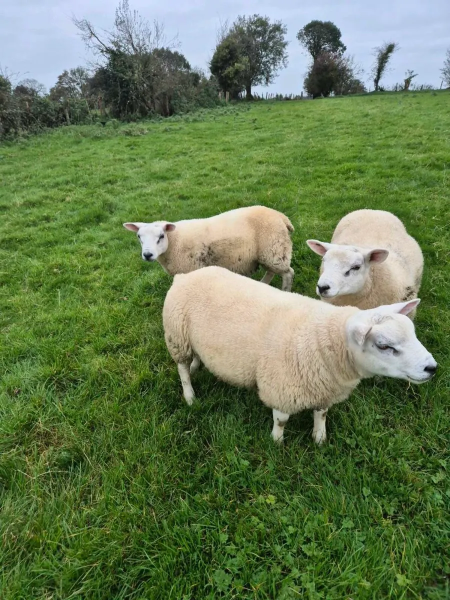 Texel Ram Lamb - Image 3