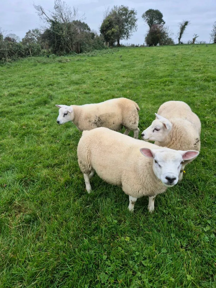 Texel Ram Lamb - Image 4
