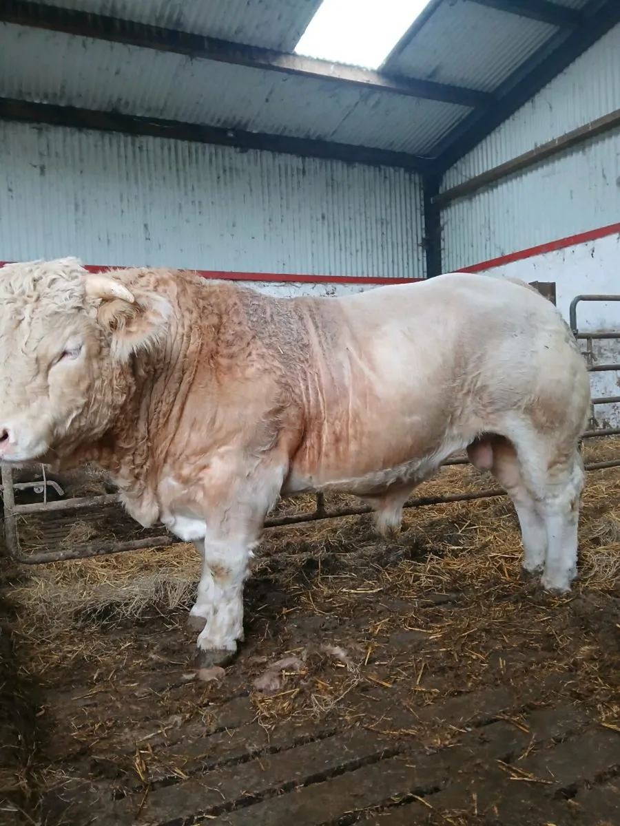 Purebred charolais - Image 1