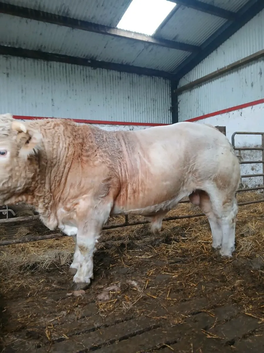 Purebred charolais - Image 2