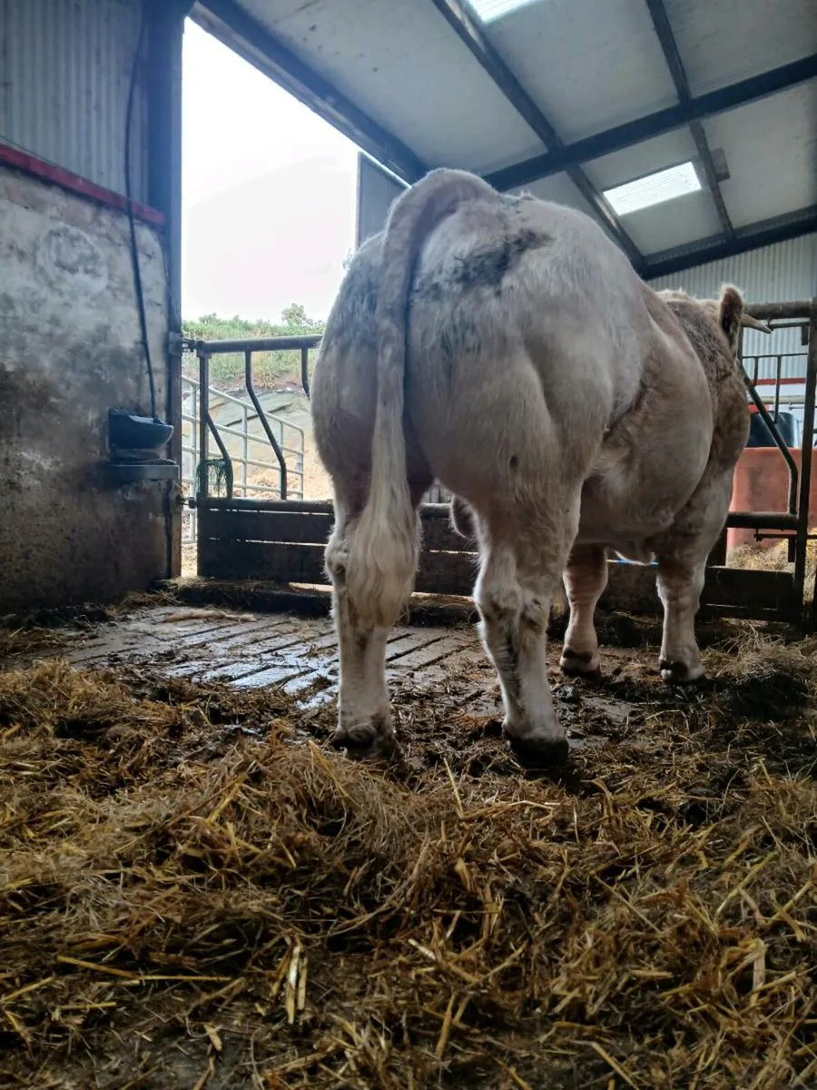 Purebred charolais - Image 3