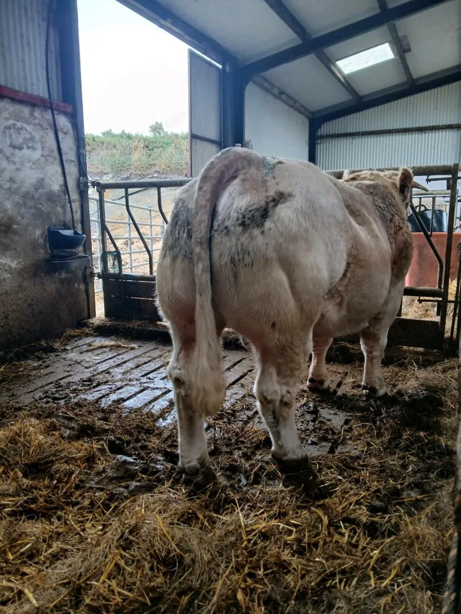 Purebred charolais - Image 4