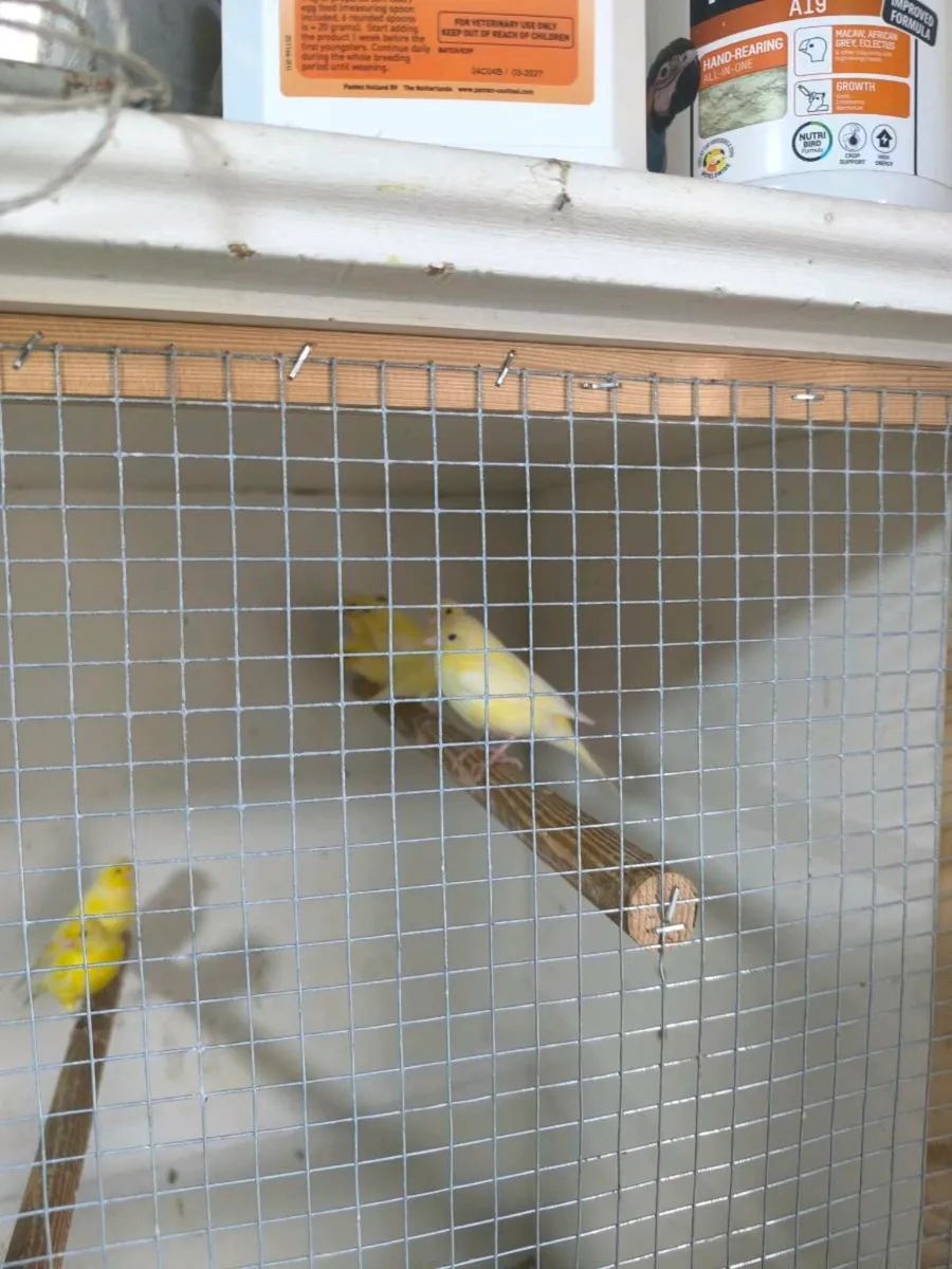 Canaries not sexed - Image 1