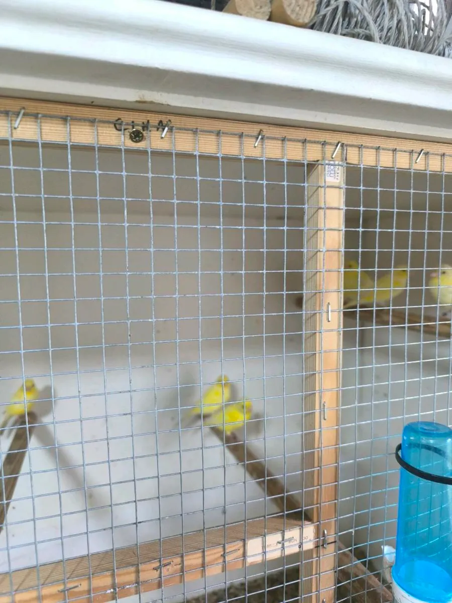 Canaries not sexed - Image 2