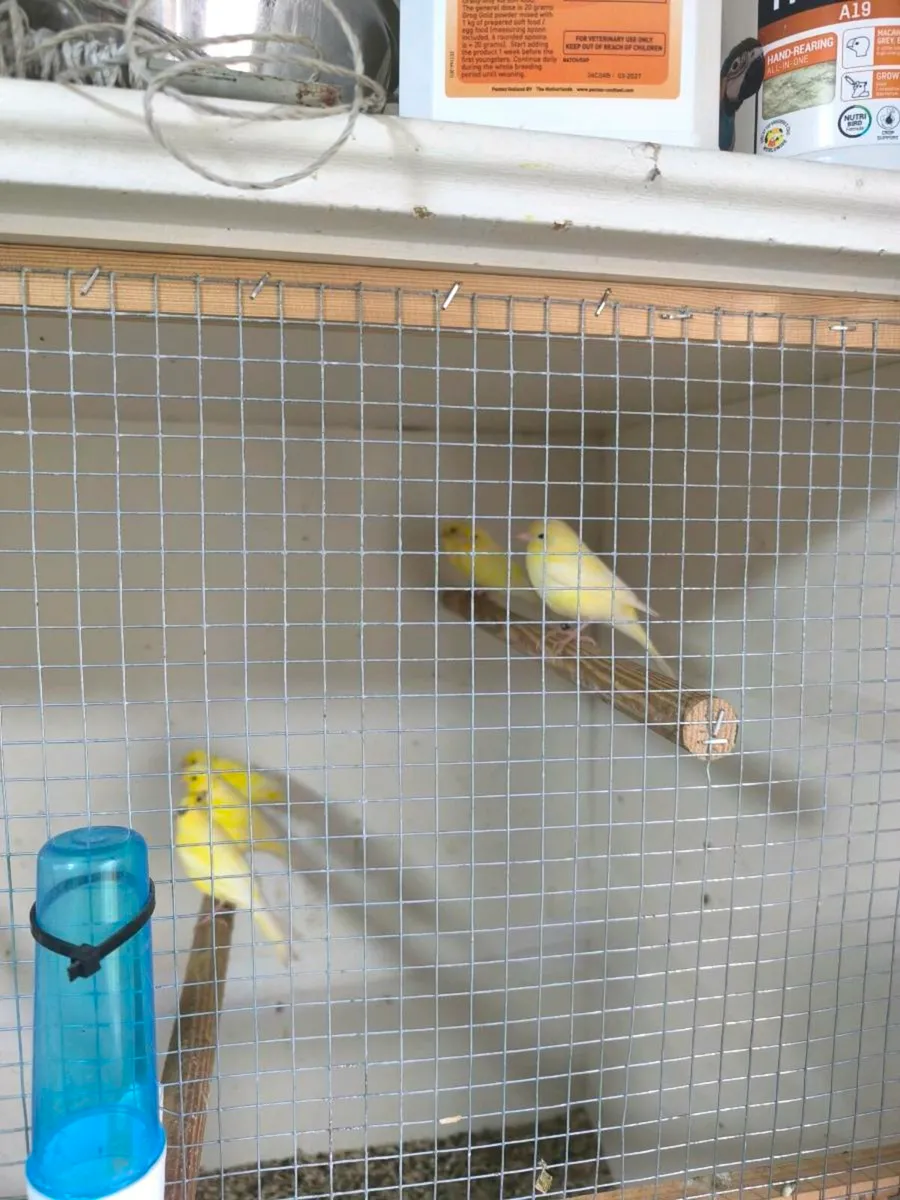 Canaries not sexed - Image 3