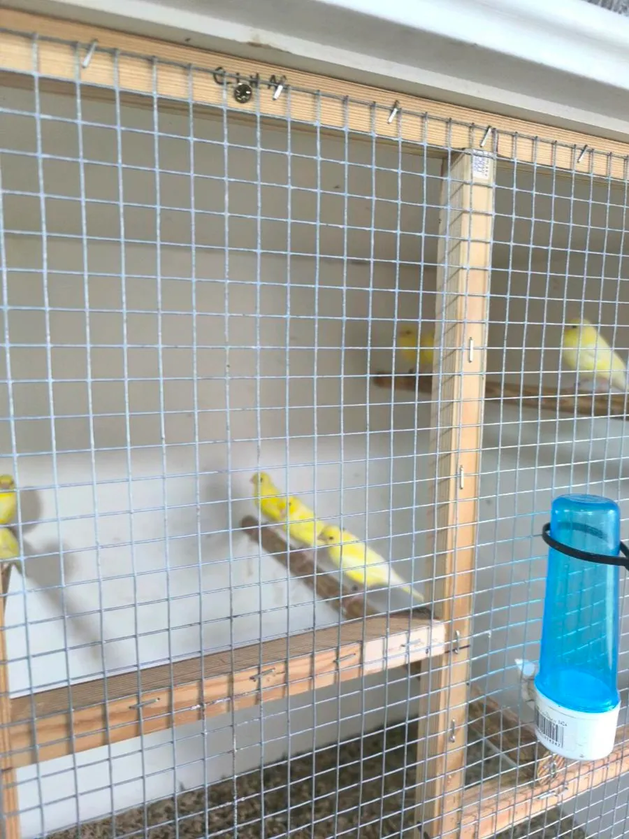 Canaries not sexed - Image 4