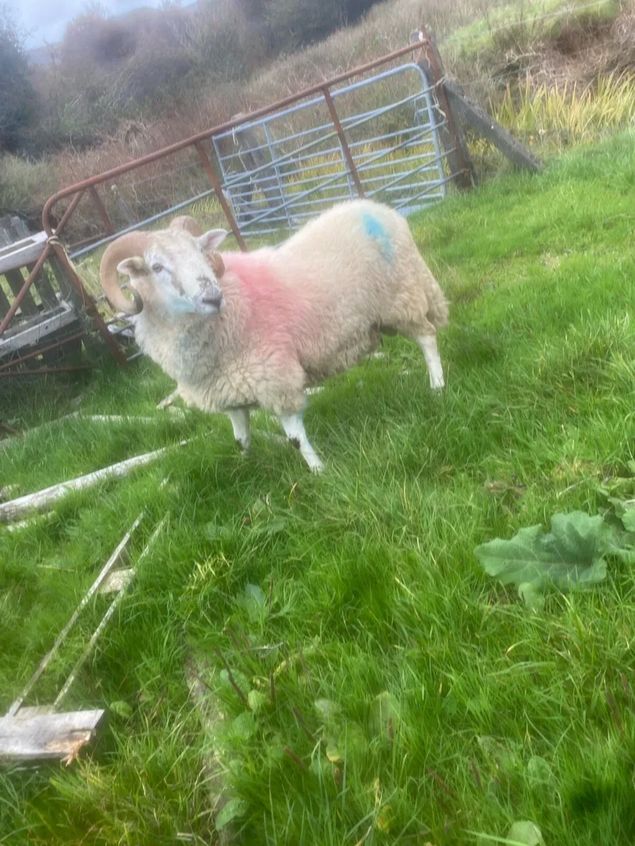Crossbred hogget ram - Image 1