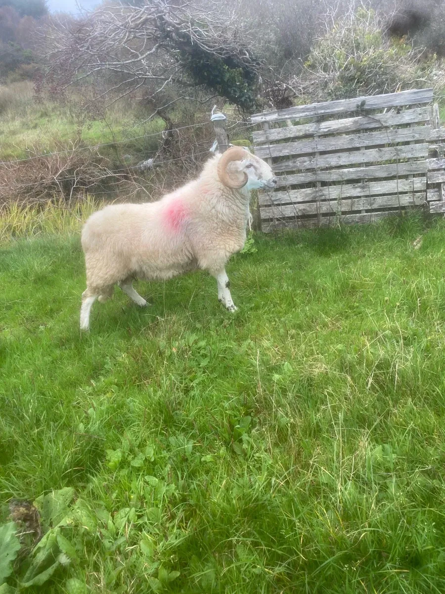 Crossbred hogget ram - Image 2