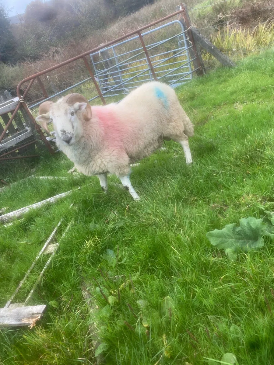 Crossbred hogget ram - Image 3