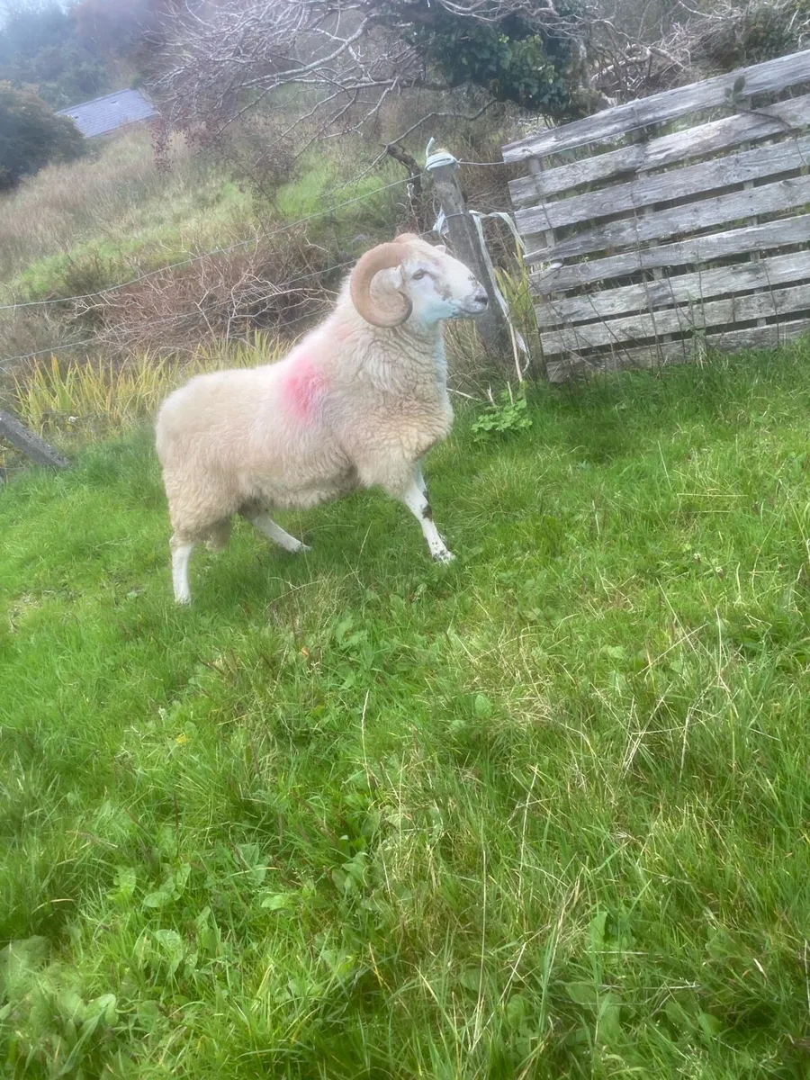 Crossbred hogget ram - Image 4