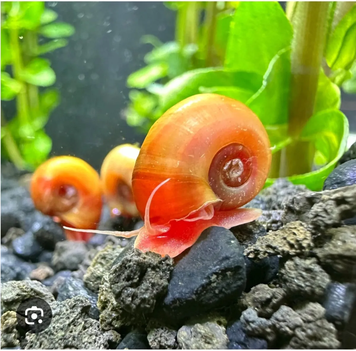 Ramshorn snails