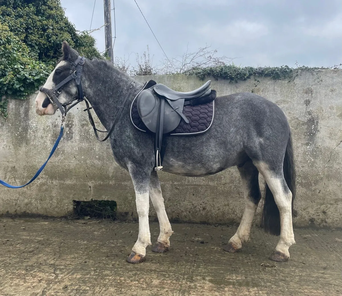 Bombproof 13.2 pony - Image 2