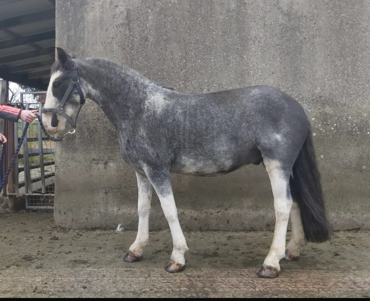 Bombproof 13.2 pony - Image 3