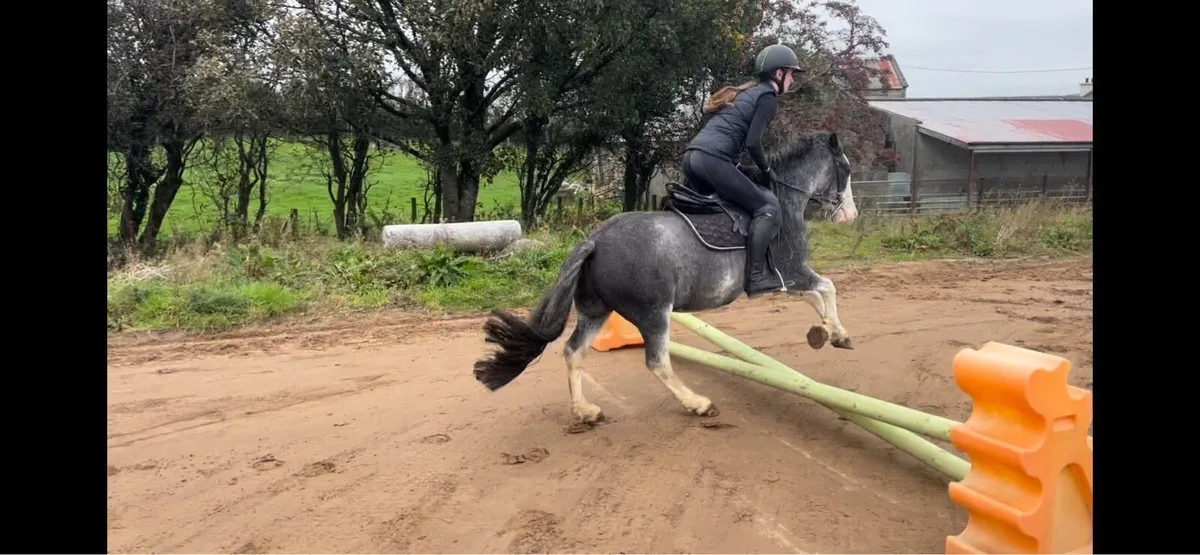 Bombproof 13.2 pony - Image 4