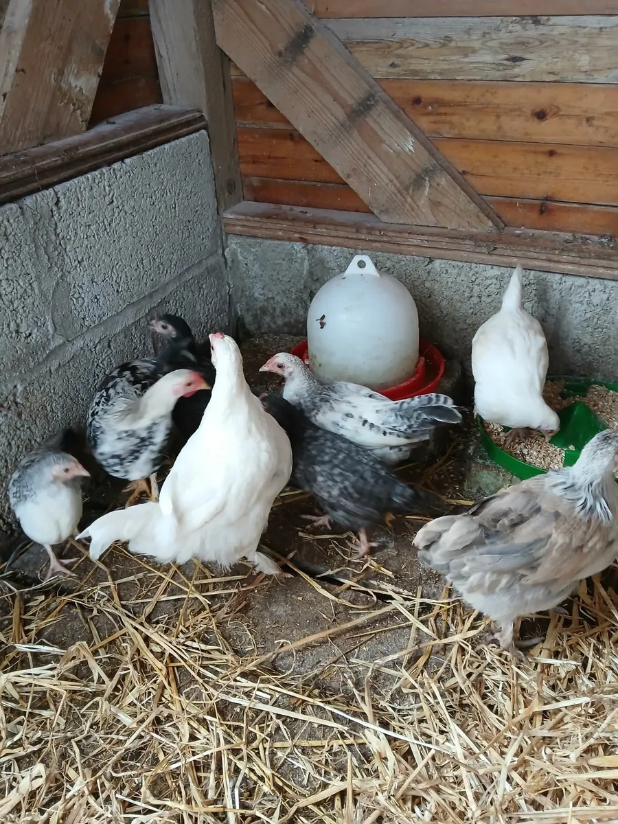 Poultry - Image 2