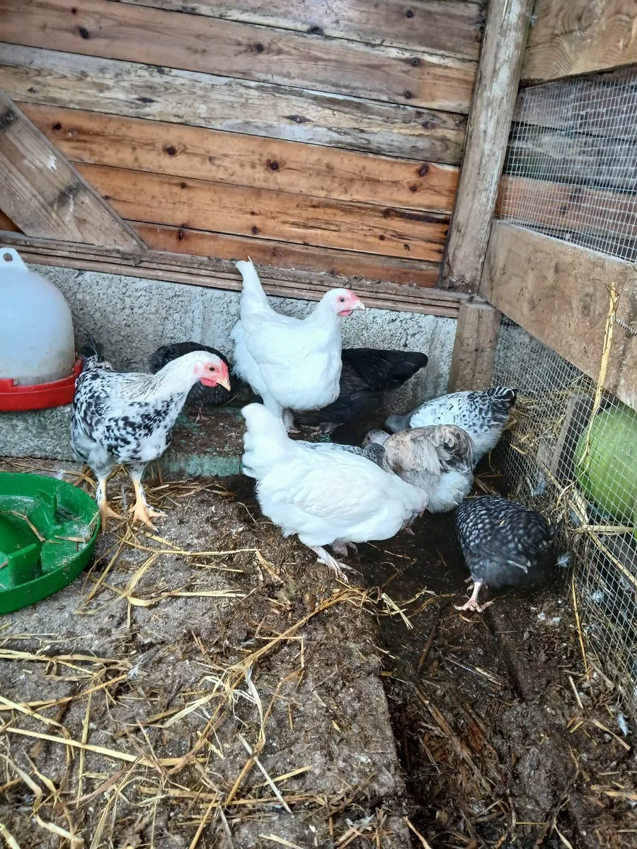 Poultry - Image 3