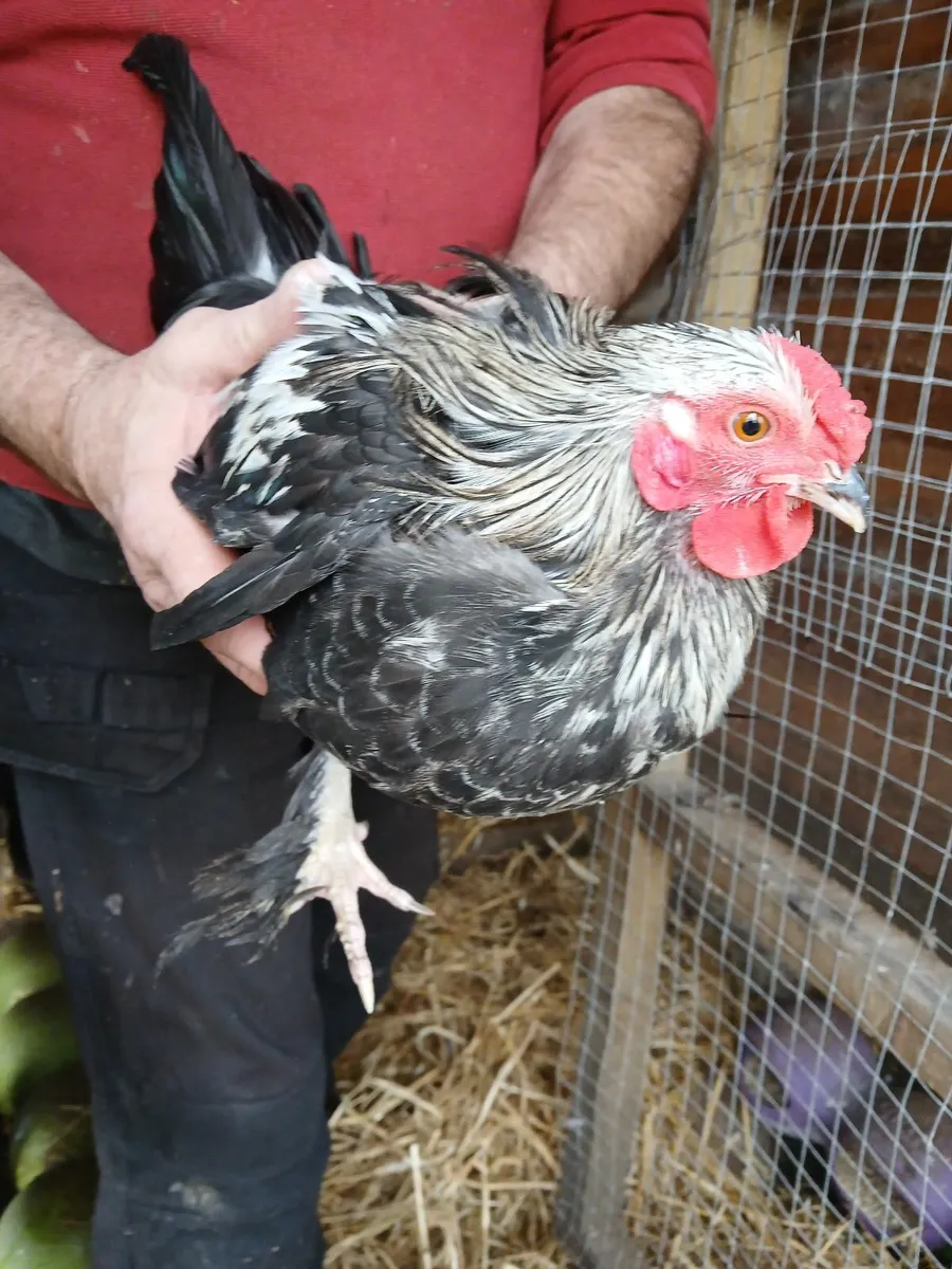 Poultry - Image 4