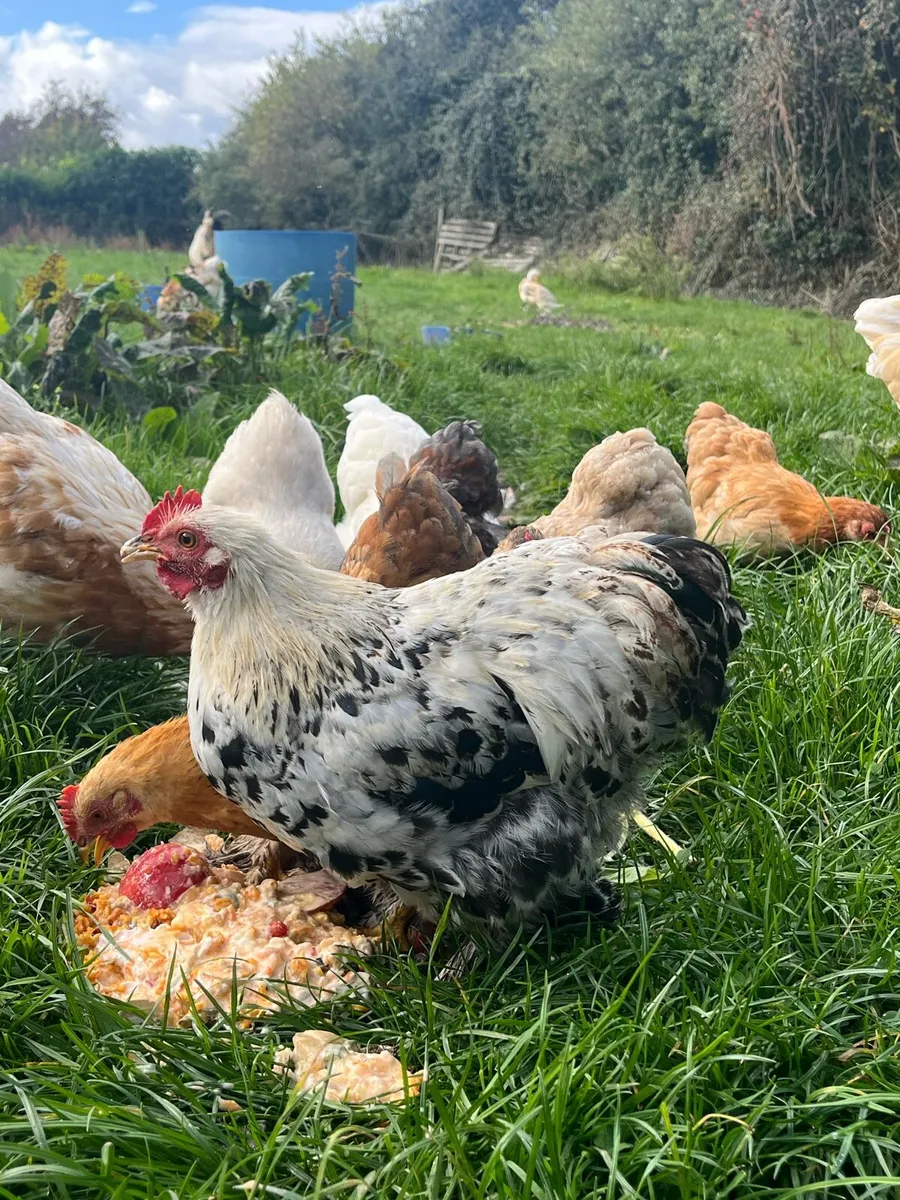 Rooster - Image 1