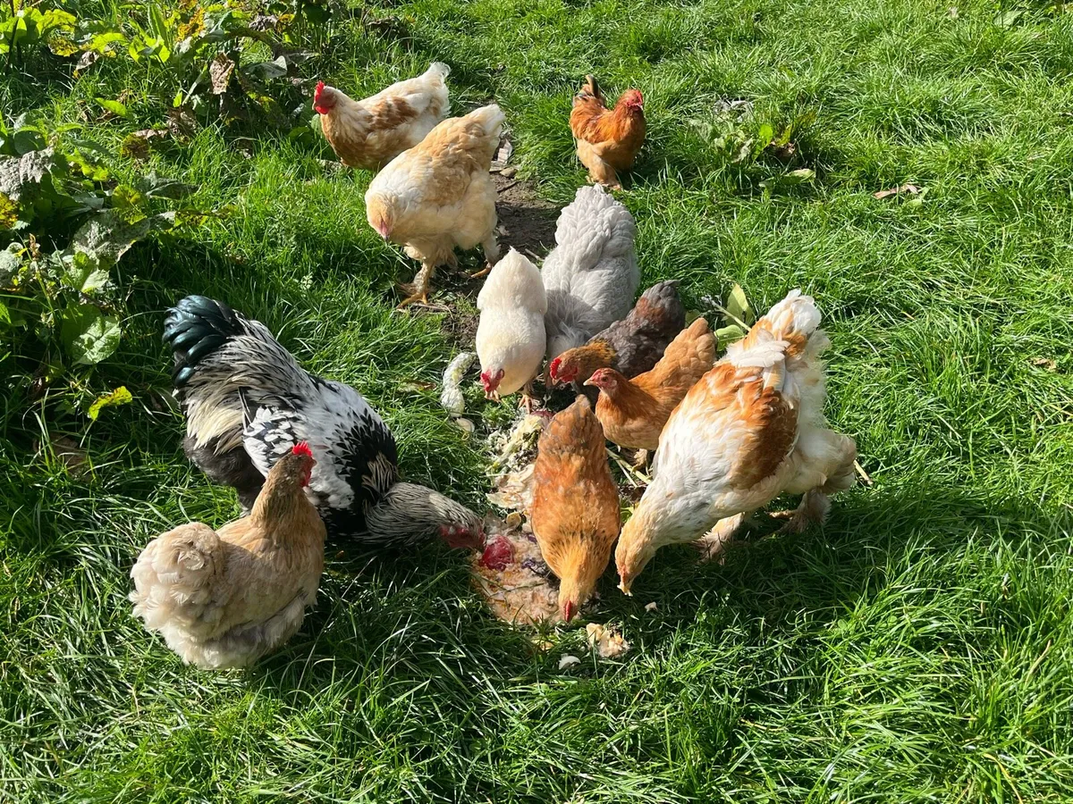 Rooster - Image 2