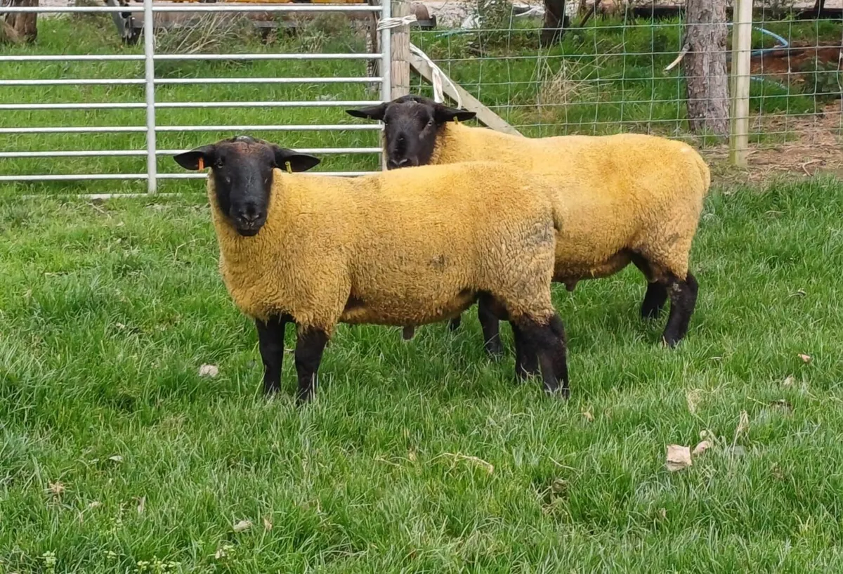 Suffolk Rams for sale - Image 1