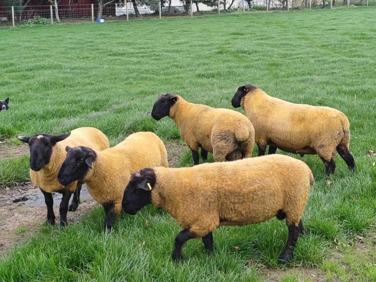 Suffolk Rams for sale - Image 2