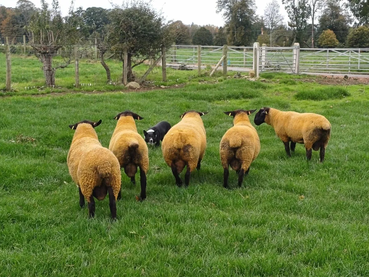 Suffolk Rams for sale - Image 3
