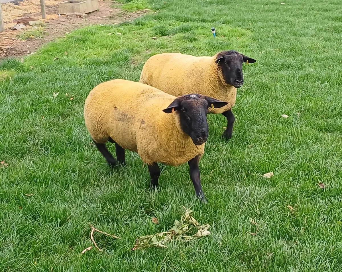 Suffolk Rams for sale - Image 4