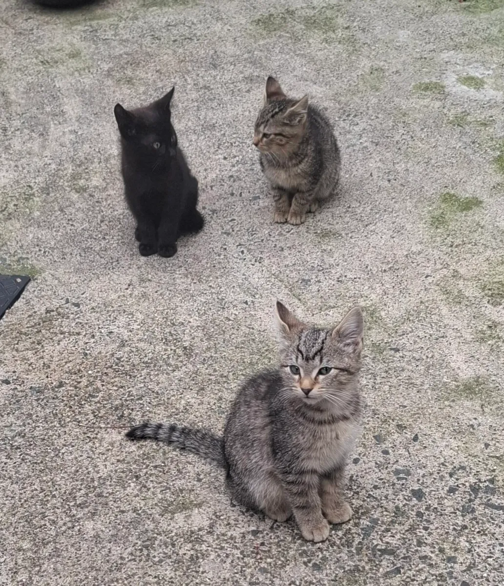 Kittens - Image 3