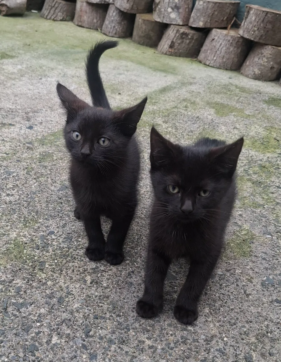 Kittens - Image 1