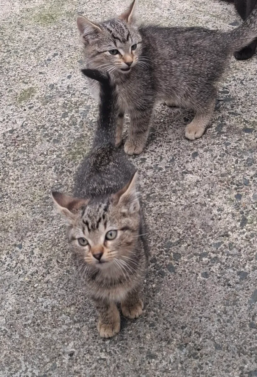 Kittens - Image 4