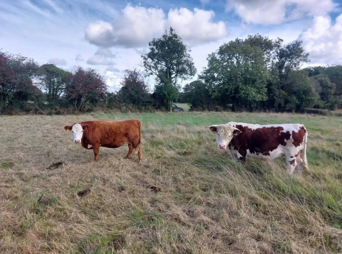 Lowline Young Breeding Bulls & 1 in calf Heifer - Image 1
