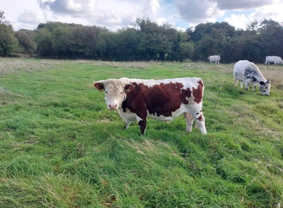 Lowline Young Breeding Bulls & 1 in calf Heifer - Image 2