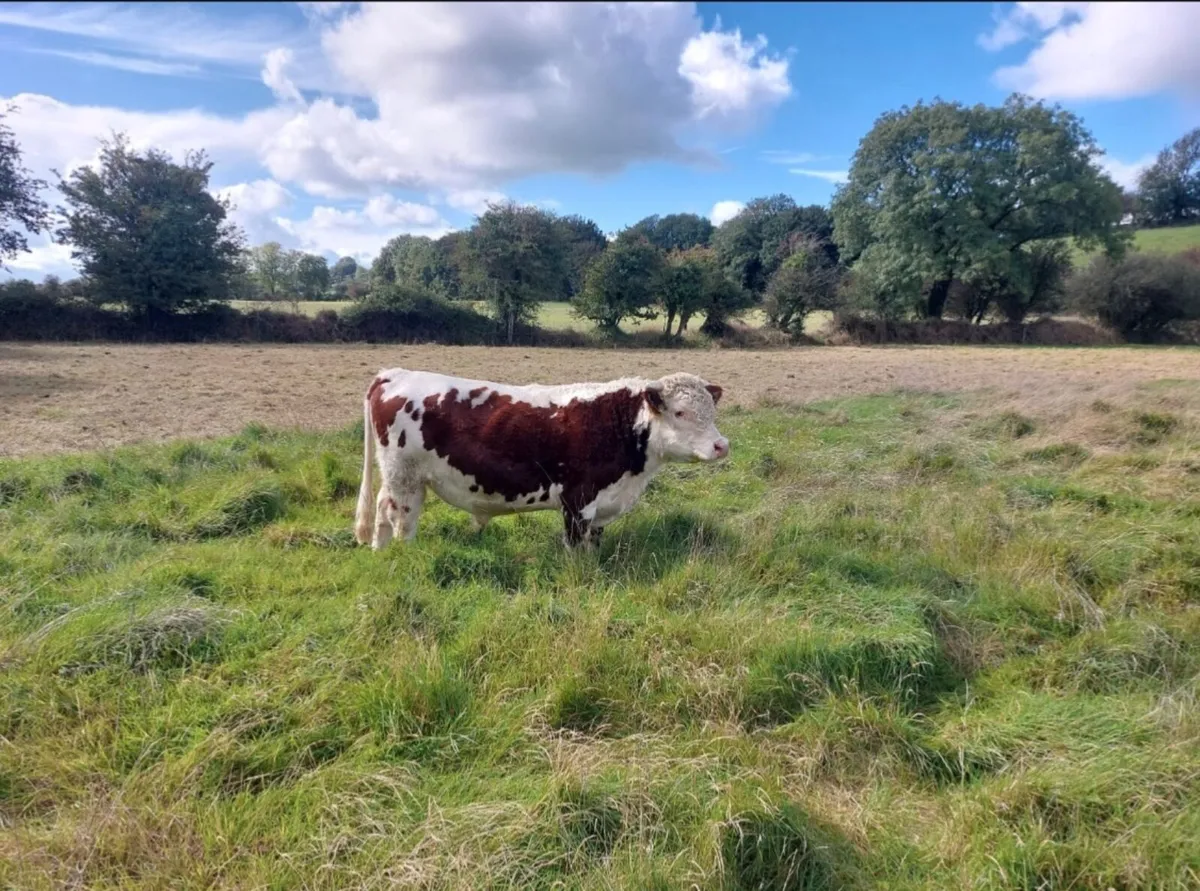 Lowline Young Breeding Bulls & 1 in calf Heifer - Image 3
