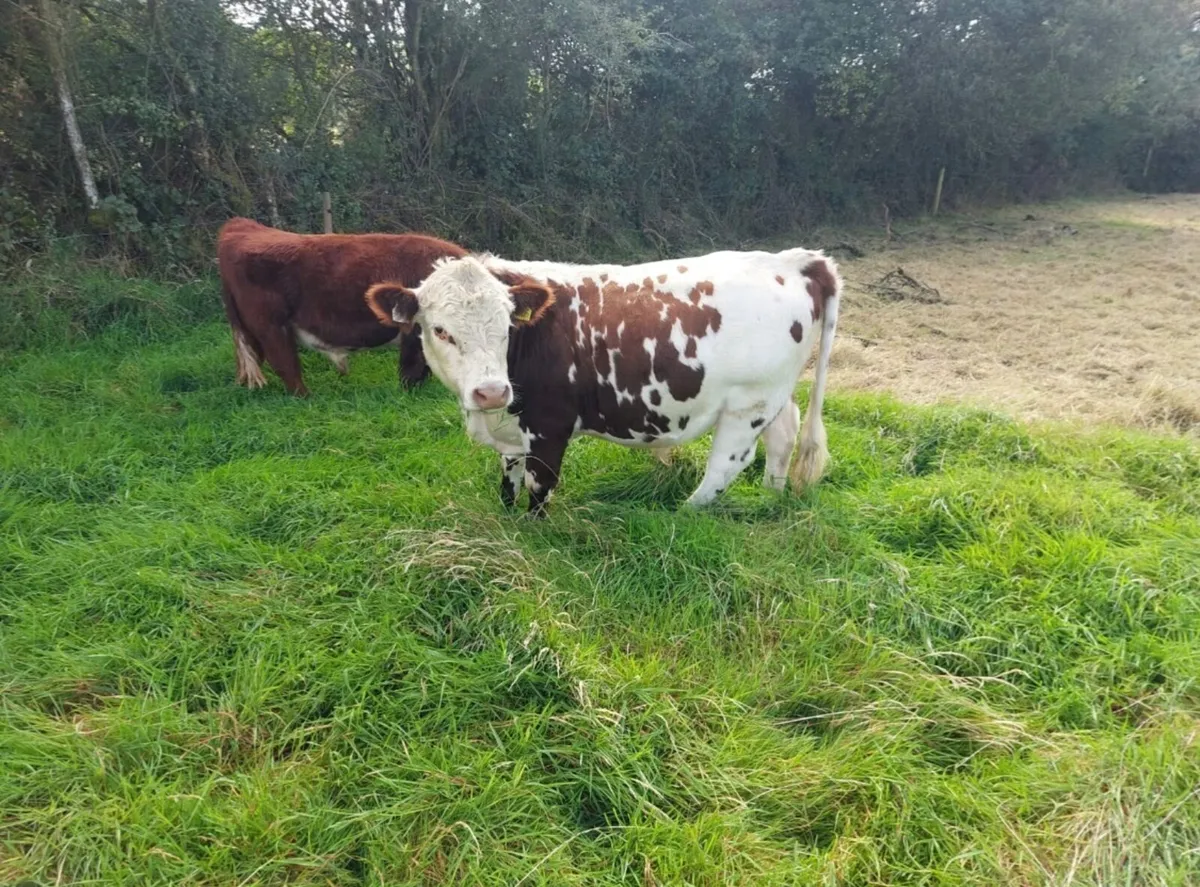 Lowline Young Breeding Bulls & 1 in calf Heifer - Image 4
