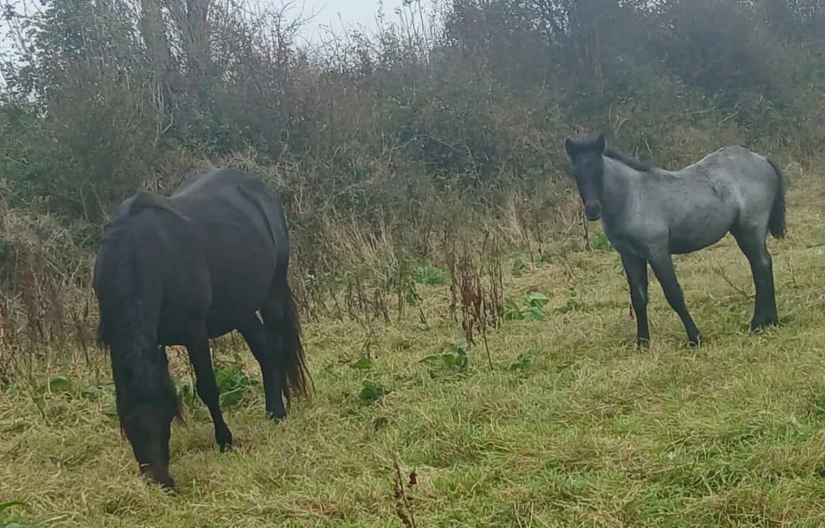 Pony Foal - Image 2