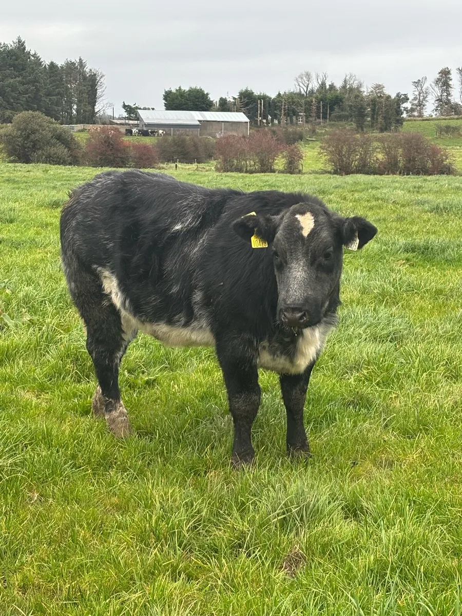 6 heifer weanlings for balla mart the 14th - Image 1