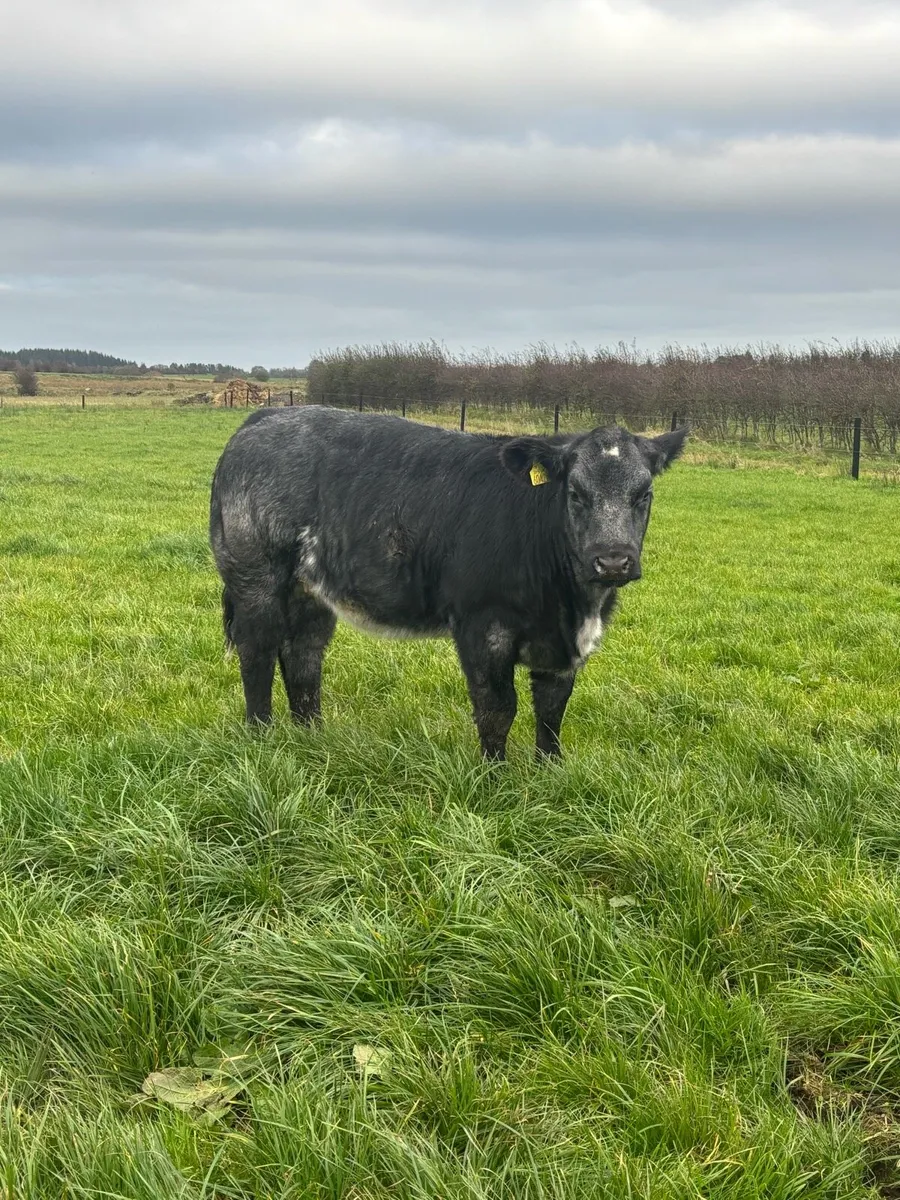 6 heifer weanlings for balla mart the 14th - Image 2