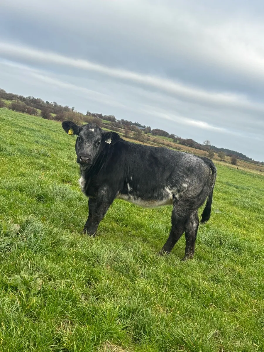 6 heifer weanlings for balla mart the 14th - Image 3
