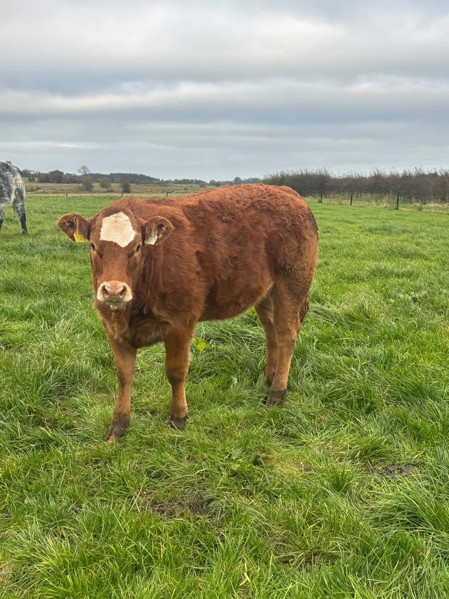 6 heifer weanlings for balla mart the 14th - Image 4