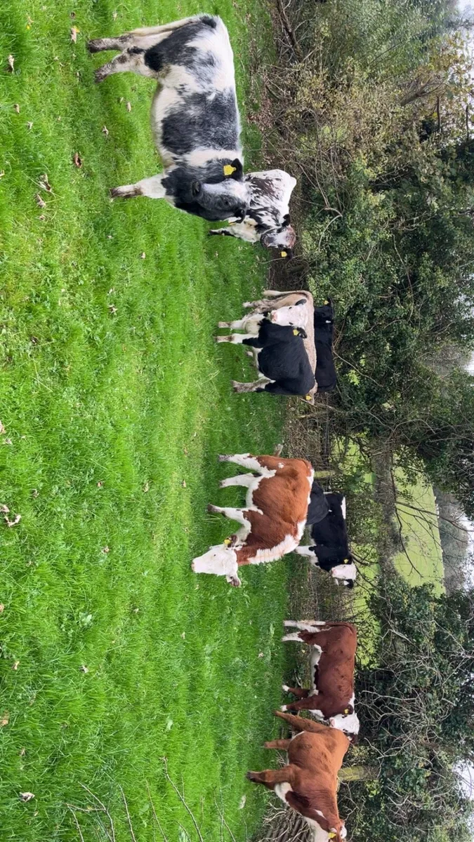 Rared Weanlings - Image 1