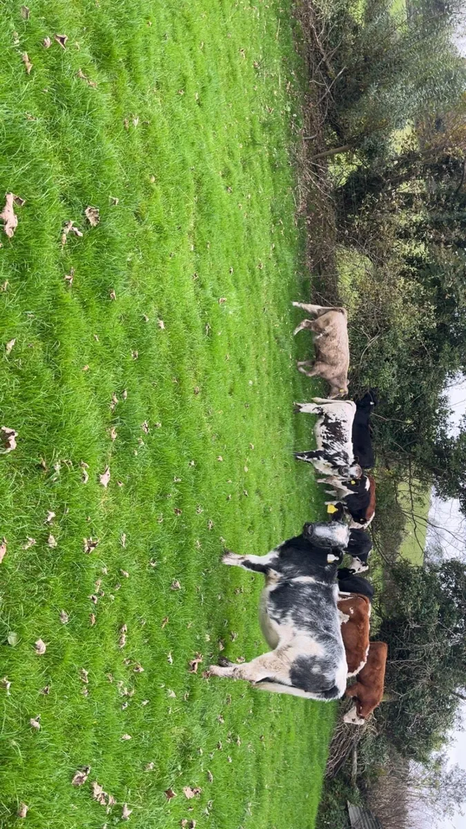 Rared Weanlings - Image 2