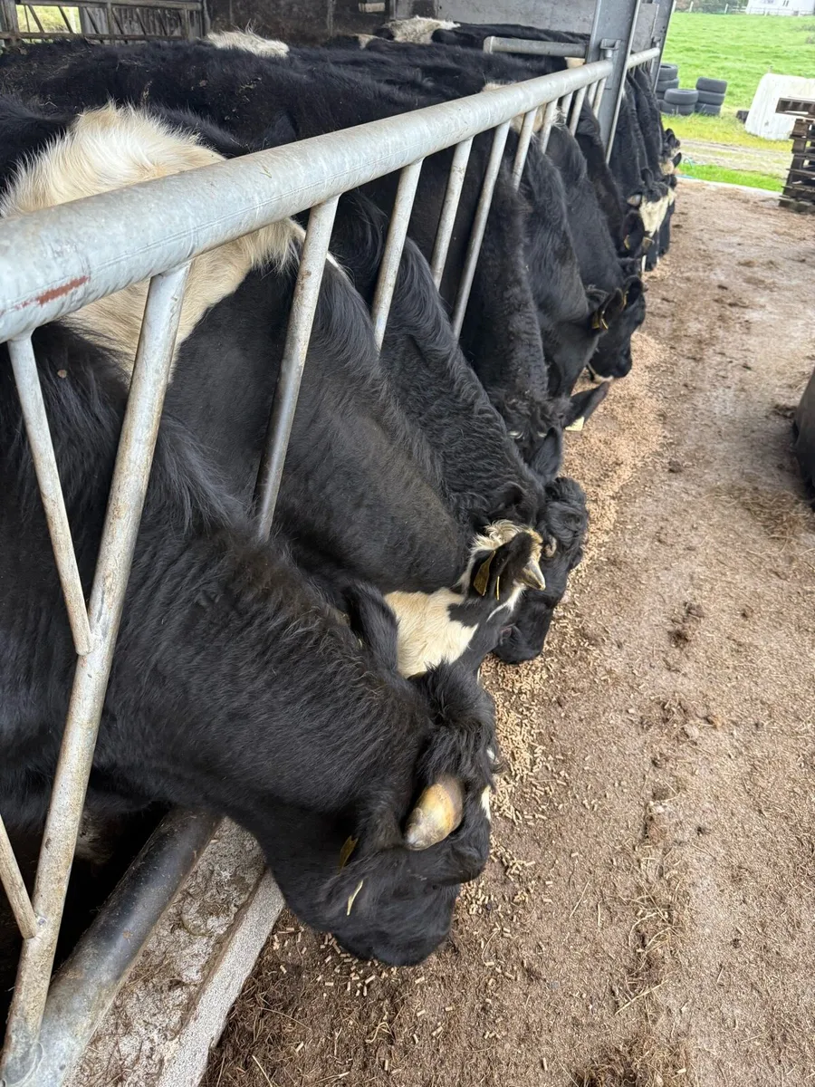 Store bullocks - Image 1