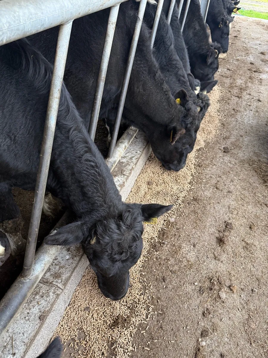 Store bullocks - Image 2